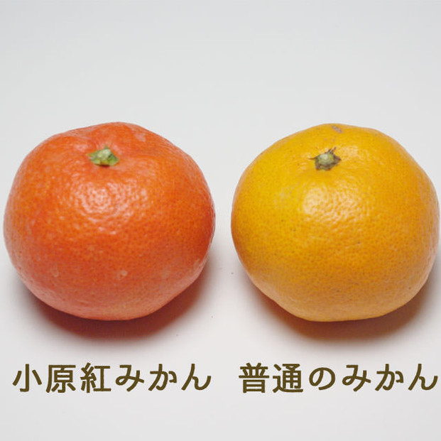 『2025年12月より順次発送』香川オリジナル品種「紅みかん(小原紅早生)」大玉4kg