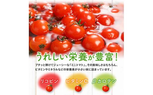 ミニトマト約2.7kg【2025-11月上旬～2026-6月中旬配送】