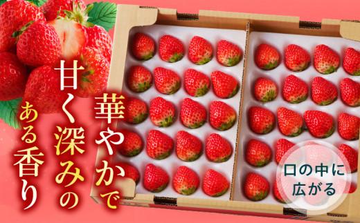 ケーキ用 さぬきひめいちご 4トレー(各約280g)【2026年1月上旬～2026年4月下旬配送】