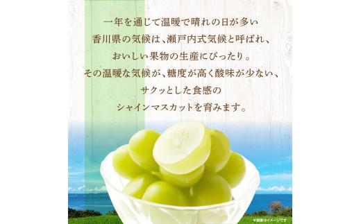 ご家庭用 シャインマスカット 約5kg 【2026-8月下旬～2026-9月下旬配送】