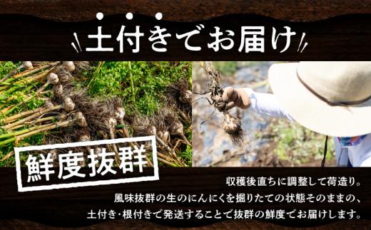 土付きにんにく 約5kg【2026-5月上旬～2026-6月中旬配送】