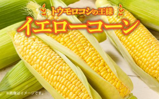 訳あり ご家庭用 瀬戸内イエローコーン 約8kg【2026-6月上旬～2026-7月中旬配送】