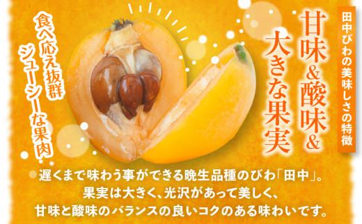 田中びわ 約1kg (約250g×4パック)【2026-6月上旬～2026-7月中旬配送】