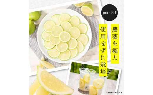 訳あり 加工用 レモン (サイズ混合) 3kg【2025年11月下旬～2026年4月上旬配送】