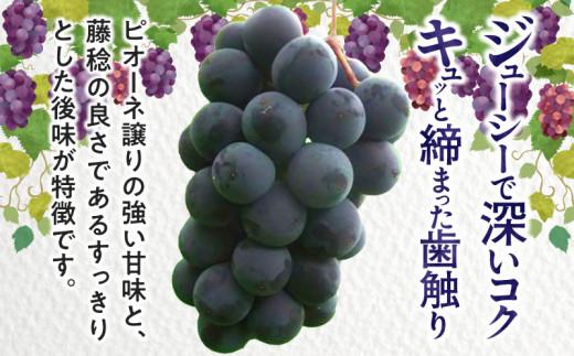 訳あり ご家庭用 ブラックビート 約1kg【2026年8月中旬～2026年9月下旬配送】