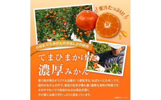 【訳あり】ご家庭用小原紅早生みかん(大玉)　約5kg【2025-11月中旬～2026-1月中旬配送】