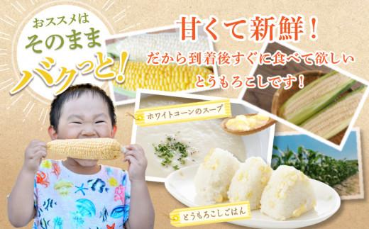 ＼寄附額改定／太物2Lサイズ以上!瀬戸内ホワイトコーン 約3.5kg【2026-6月中旬～2026-7月中旬配送】