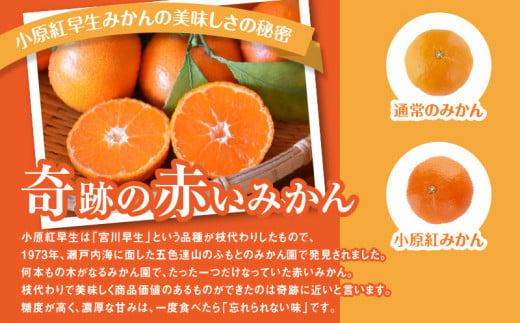 【訳あり】ご家庭用小原紅早生みかん(サイズおまかせ)　約2.5kg【11月下旬～1月下旬配送予定】