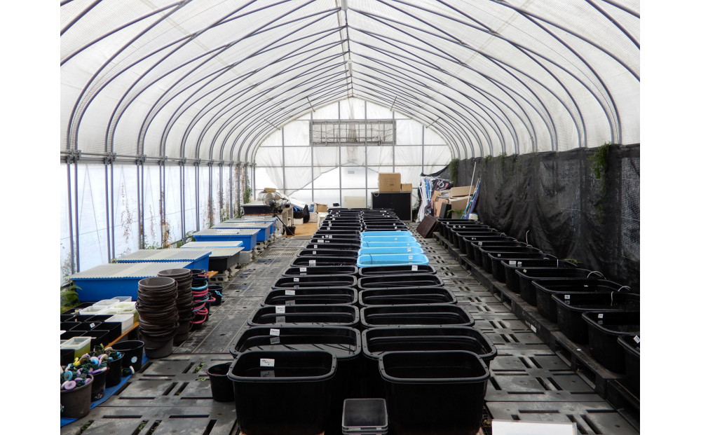 讃岐のめだかの特選めだか ブラックミックスめだか5ペア