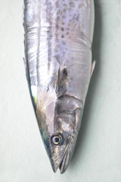 【讃岐三昧】玉藻（天ぷら6種類/計17枚、鰆のみそ漬け3切れ）