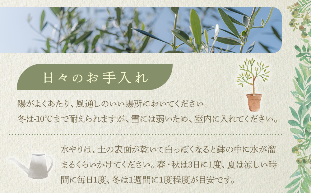 オリーブの木　Lサイズ　高さ約160～180cm
