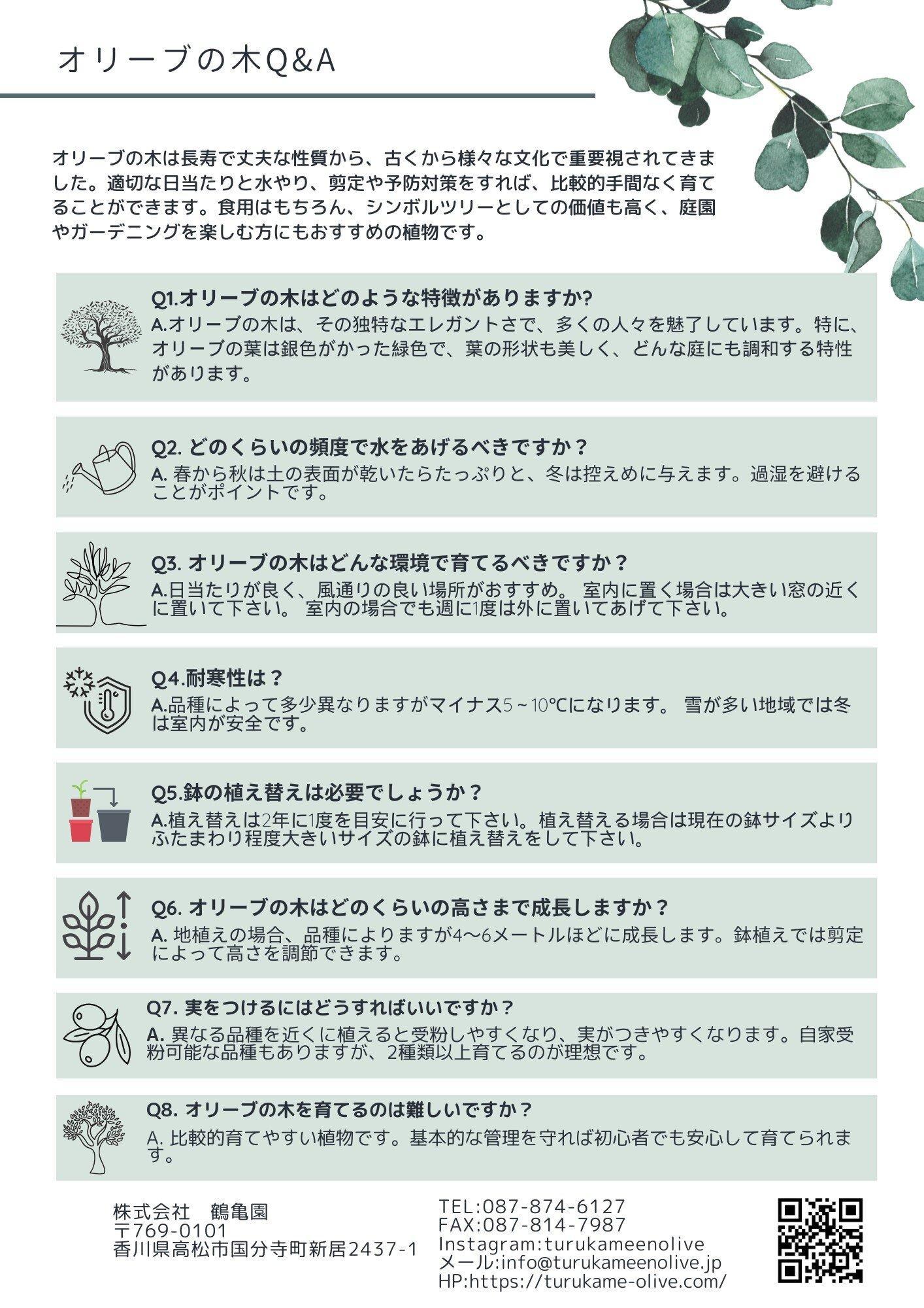 オリーブの木　XSサイズ　高さ80～100cm