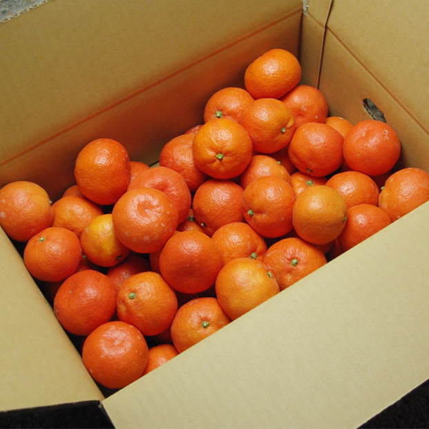 『2025年12月より順次発送』香川オリジナル品種「紅みかん(小原紅早生)」4kg