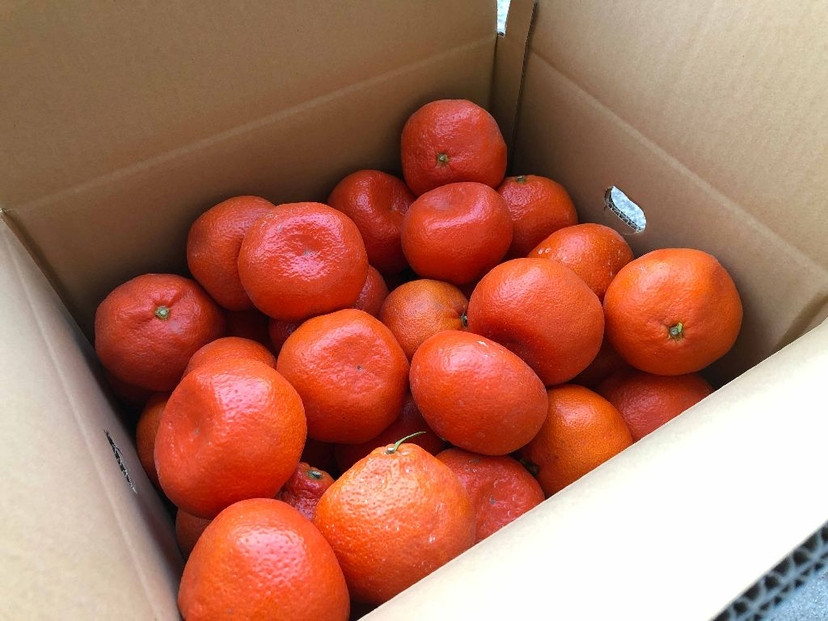 『2025年12月より順次発送』香川オリジナル品種「紅みかん(小原紅早生)」大玉4kg