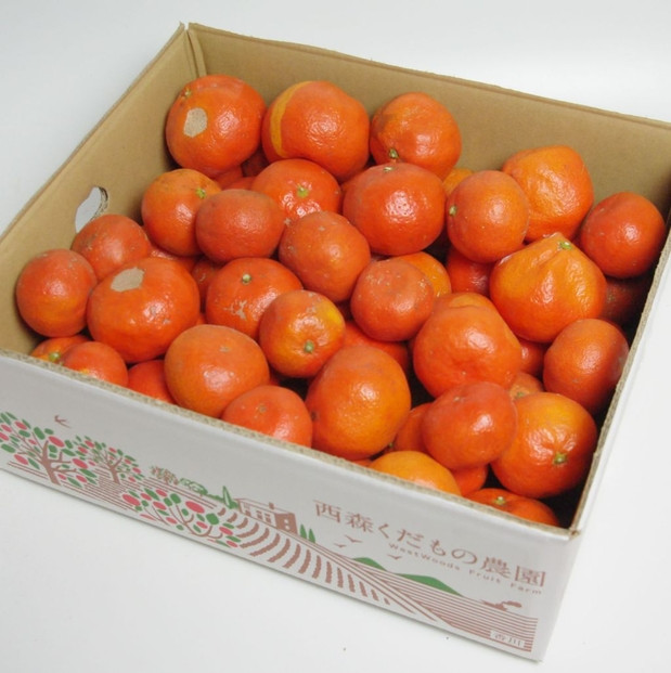 『2025年冬先行受付』香川オリジナル品種「紅みかん(小原紅早生)」訳あり品4kg