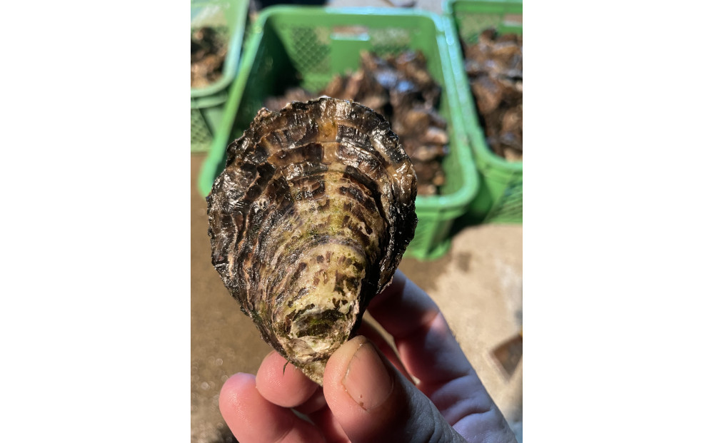 加熱用 殻付き牡蛎1kg