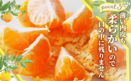 ハウスせとか　約2.8kg【2026年1月下旬～2026年2月下旬配送】