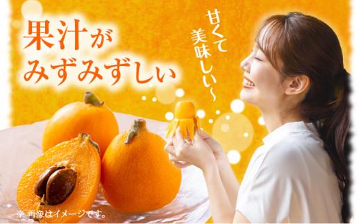 ハウスびわ 約2kg【2026年4月中旬～2026年5月上旬配送】