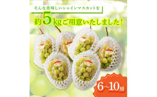 ご家庭用 シャインマスカット 約5kg 【2026-8月下旬～2026-9月下旬配送】