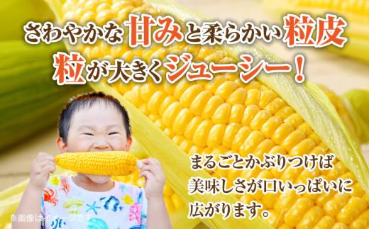 訳あり ご家庭用 瀬戸内イエローコーン 約8kg【2026-6月上旬～2026-7月中旬配送】
