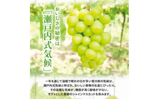 シャインマスカット 約 1.5kg  【2026-8月下旬～2026-9月下旬配送】