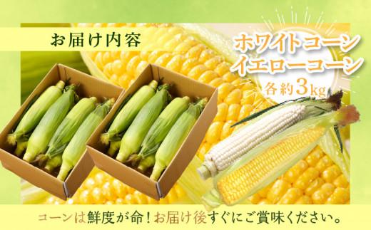 瀬戸内ホワイトコーン・イエローコーン食べ比べ 各約3kg【2026-6月中旬～2026-7月中旬配送】