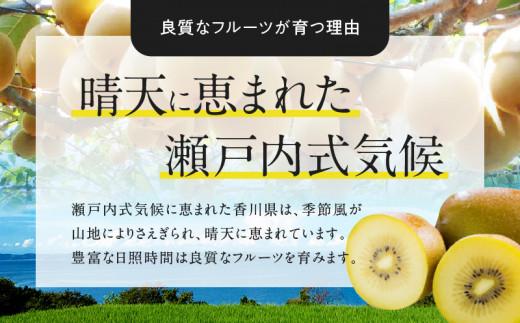 さぬきゴールドキウイ化粧箱　約1.4kg【2025-10月中旬～2026-1月下旬配送】