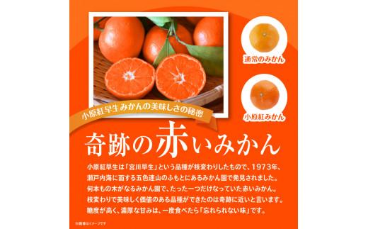 【訳あり】ご家庭用小原紅早生みかん(大玉)　約5kg【2025-11月中旬～2026-1月中旬配送】