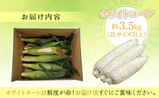 ＼寄附額改定／太物2Lサイズ以上!瀬戸内ホワイトコーン 約3.5kg【2026-6月中旬～2026-7月中旬配送】