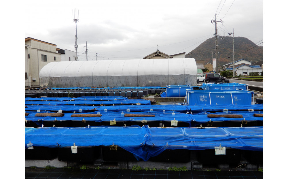 讃岐のめだかの特選めだか ミックスヒレ長めだか5ペア