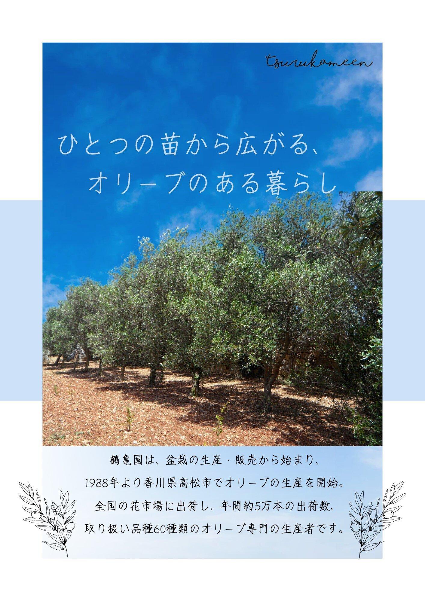 オリーブの木　XSサイズ　高さ80～100cm