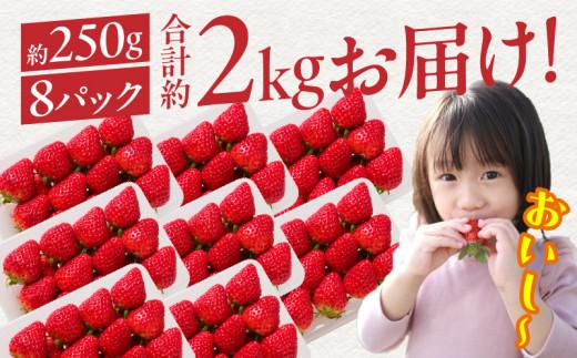 高松産季節の果物＜希少品種　女峰いちご＞約250g×8パック入り【2026年1月中旬～2026年6月中旬配送】