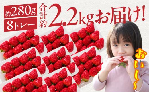 希少ないちご ケーキ用 女峰いちご 約2.2kg【2026年1月上旬～2026年5月下旬配送】