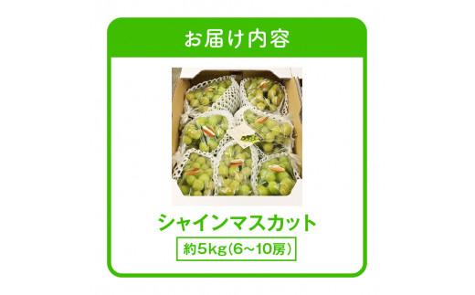 ご家庭用 シャインマスカット 約5kg 【2026-8月下旬～2026-9月下旬配送】