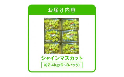 ご家庭用 シャインマスカット パック 約2.4kg【2026-8月中旬～2026-9月下旬配送】