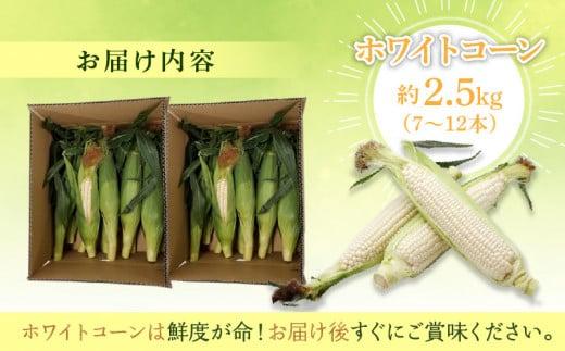 上品な甘さ 瀬戸内 ホワイトコーン 約2.5kg【2026-6月中旬～2026-7月中旬配送】