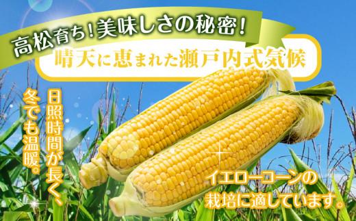 訳あり ご家庭用 瀬戸内イエローコーン 約8kg【2026-6月上旬～2026-7月中旬配送】