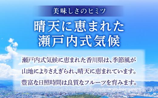 厳選大玉 さぬきエンジェルスイート 化粧箱 約1kg【2025年11月中旬～2026年2月上旬配送】