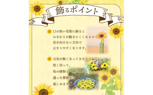 ご家庭用　ヒマワリ切花【2026年6月中旬～2026年9月下旬配送】