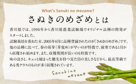 柔らかさと甘みが際立つ さぬきのめざめセミロング30cm(Mサイズ) 約1.5kg【2026-6月上旬～2026-6月下旬配送】