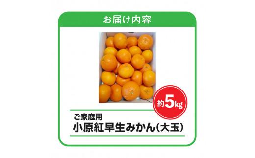 【訳あり】ご家庭用小原紅早生みかん(大玉)　約5kg【2025-11月中旬～2026-1月中旬配送】