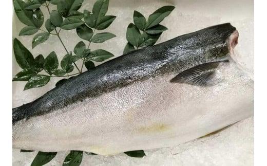 オリーブハマチ 半身 約1kg