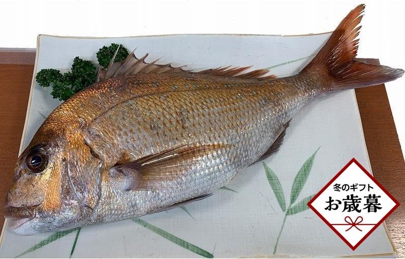 【お歳暮ギフト】天然真鯛 刺身用（4人～5人前）