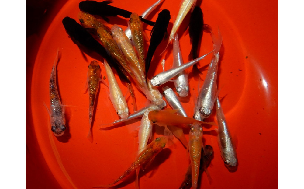 讃岐のめだかの特選めだか レインボーミックスめだか10ペア