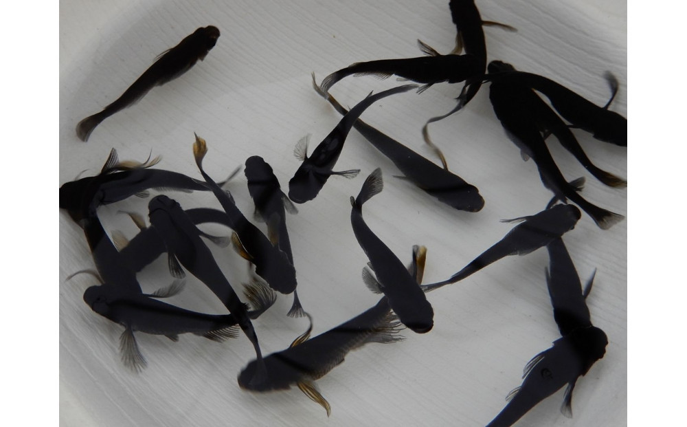 讃岐のめだかの特選めだか ブラックミックスめだか5ペア