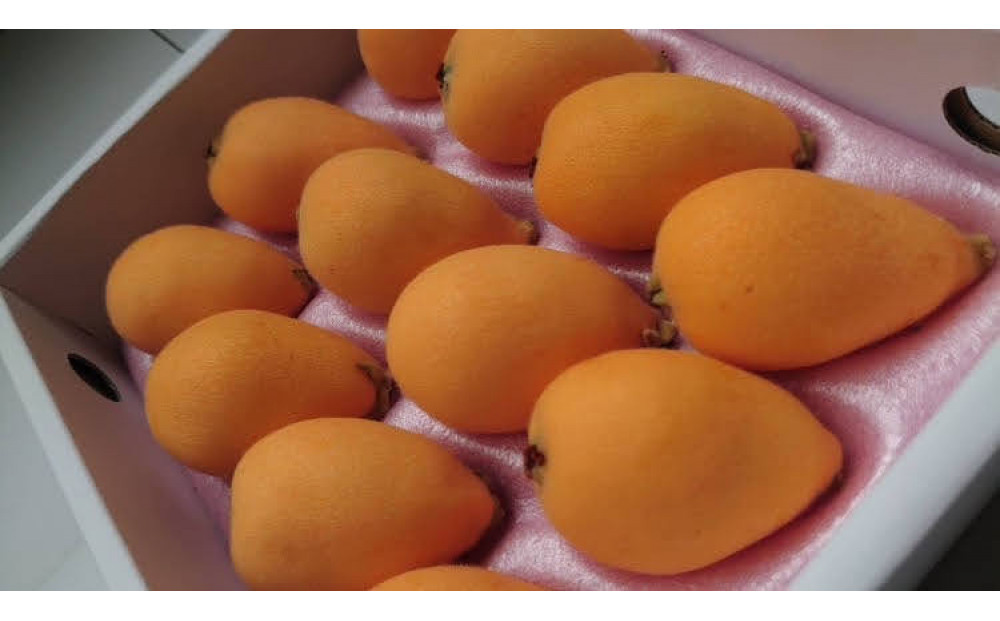 『数量限定』びわ　480ｇ化粧箱　8玉～12玉