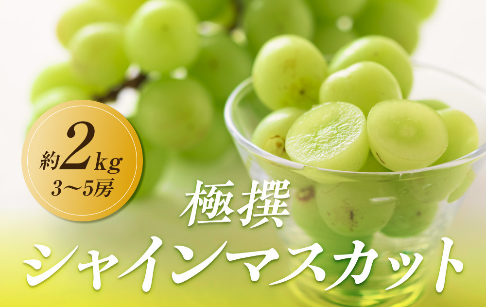 【2025年8月中旬より順次発送】極撰！シャインマスカット　約2kg(3～5房)｜ぶどう マスカット シャインマスカット ブドウ 種なしぶどう 種無し 葡萄 果物 フルーツ くだもの 先行予約 2025予約 冷蔵 香川 高松