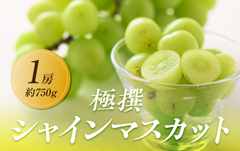 【2025年8月中旬より順次発送】極撰！大房シャインマスカット1房(約750g)｜ぶどう マスカット シャインマスカット ブドウ 種なし 種無し 葡萄 果物 フルーツ くだもの 先行予約 冷蔵 香川 高松