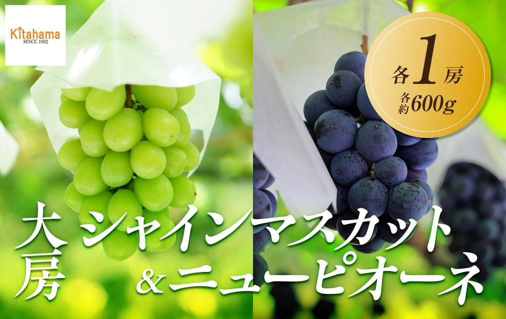 【2025年8月中旬より順次発送】大房シャインマスカット＆ 大房ニューピオーネ　各1房(各約600g)