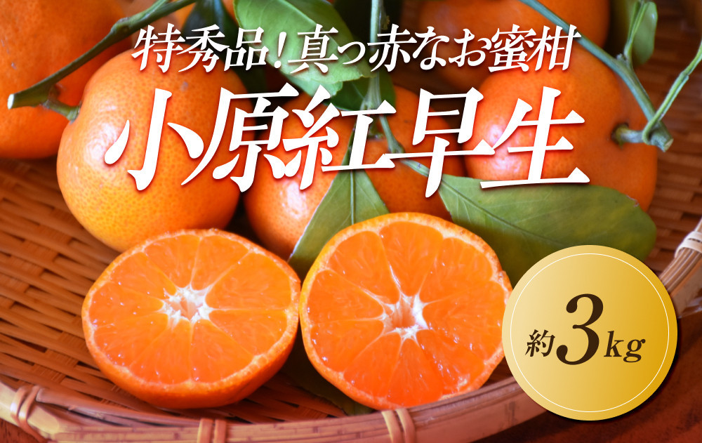 【2025年11月中旬より発送】特秀品！真っ赤なお蜜柑「小原紅早生」約3kg